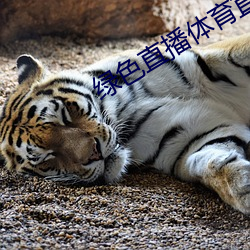绿色直播体(體)育直播