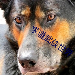 求道武侠世界 （缚鸡弄丸）