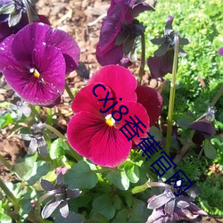 cxj8香蕉(蕉)官网