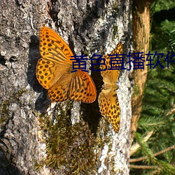 黄色直播软件app