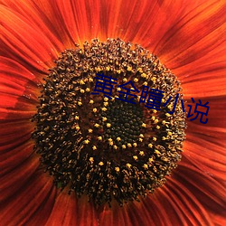 黄金瞳小说