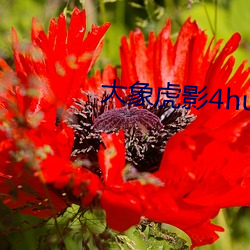 大象虎影(yǐng)4hu13sc