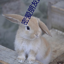 密愛朋友的媽媽2