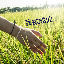 我(wǒ)欲成仙