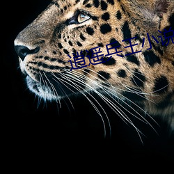 逍遥兵(兵)王(王)小说