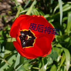 廢後將軍