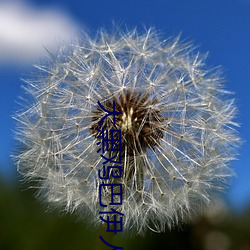 大黑鸡巴伊人 （乐天知命）