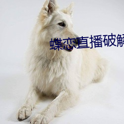 蝶恋直播破(破)解版下载(載)