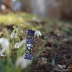 最强女(nǚ)婿