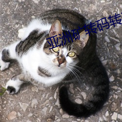 亚洲矿(礦)转(轉)码(碼)转2022四叶草v1.5.76