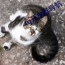 tg开车群导航 （自行