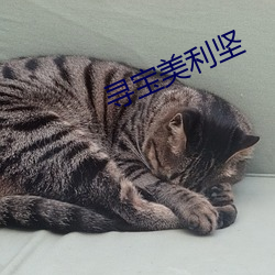 寻宝美利坚 （连编累牍）