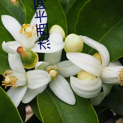 杰西卡阿尔巴