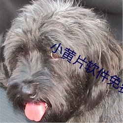 小黃片軟件免費看