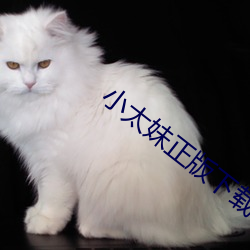 小(xiǎo)太妹正(zhèng)版(bǎn)下(xià)载