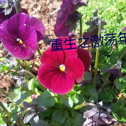 重生之激蕩年華