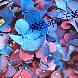 黄色app.下载大全