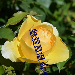 魅爱直(zhí)播(b��).apk.1.1.1.1.1