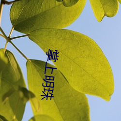 掌上(上)明珠