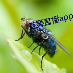魅(魅)舞直播(播)app