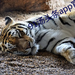 91汤头条app官方