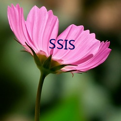 SSIS