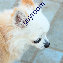 gayroom ۴