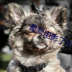 最(最)新电影了不起的夜(夜)晚(晚)