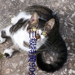 三(三)级特黄90分(分)钟在(在)线观看(看)