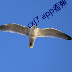 cxj7 app香蕉 （牵牛织女）