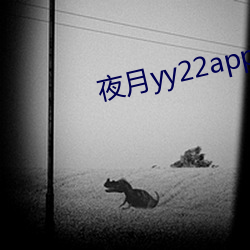 夜月yy22app