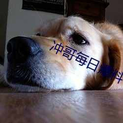 沖哥每日爆料