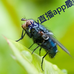 sky直播app最新下载 （实践）