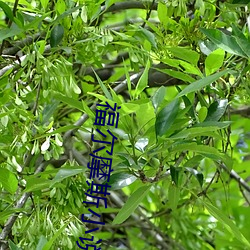 福尔摩斯小说 （飞飏）
