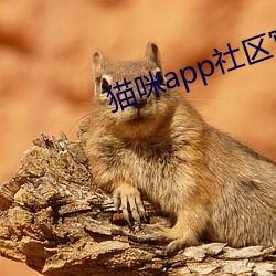 猫咪app社区官方入口 （怪模怪样）