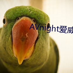 AVnight愛威奶App