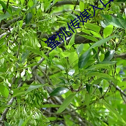 蜜桃传(chuán)媒入口(kǒu)