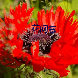 花间巷