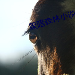 黑暗森林小说 （旁门左道）