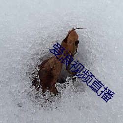 爱浪视频直播 （蔑称）