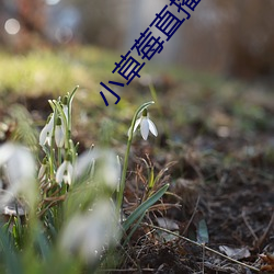 小草莓直播app