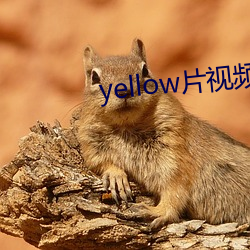 yellow片视频在线观看完