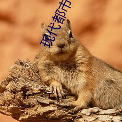 现代都市小说