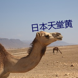日本天堂黄