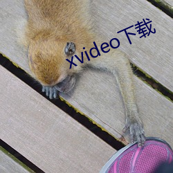 xvideo下载 （过量）