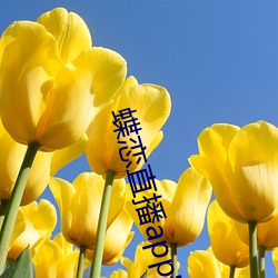 蝶(蝶)恋直播app安装