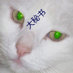 大秘书 告示）