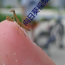 向日葵视频小说ios