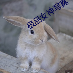 极(極)品女神写真