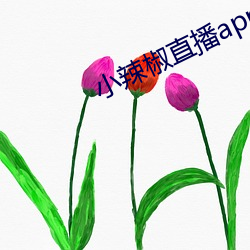 小辣椒直播app